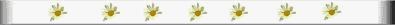 dasy-smbr.gif (2569 bytes)