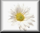 dsy2-pln.gif (2106 bytes)