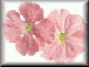 flwr2-pln.gif (2689 bytes)