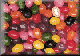 jb-pln.gif (3112 bytes)