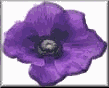prpflw3pln.gif (3476 bytes)