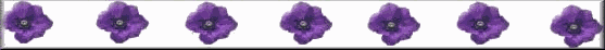 prplflowr7bar.gif (5696 bytes)