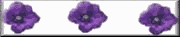 prplflowr7smbar.gif (2240 bytes)