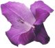 purpfl2.jpg (2366 bytes)