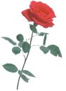 rose2.jpg (3018 bytes)