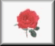 rose3-pln.gif (1609 bytes)