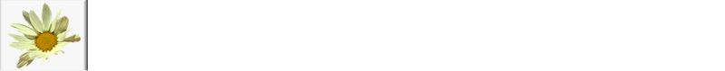 snflw-back2x.jpg (3369 bytes)