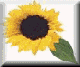 sunfl-pln.gif (2469 bytes)