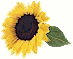 sunflw1x.gif (1951 bytes)