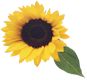 sunflwr4.jpg (2356 bytes)