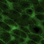 tex-g007.gif 64*64 1,9KB