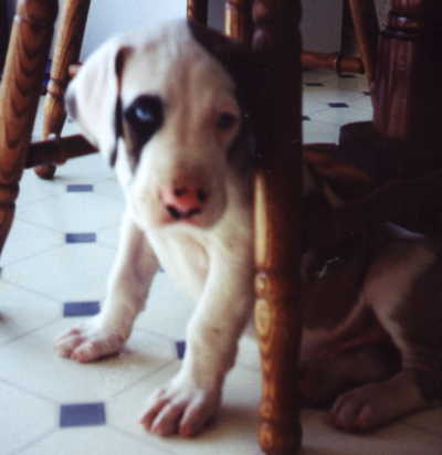 Jake under chair