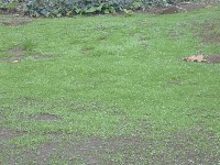grass.jpg