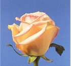 yellowRose.jpg