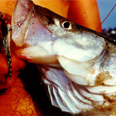 Image of Snook