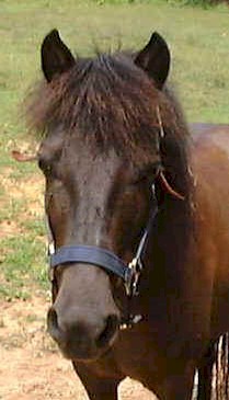 Buster.jpg (22378 bytes)