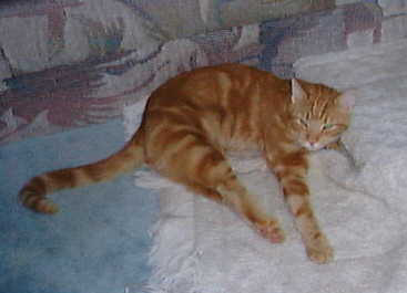Lazy.jpg (56912 bytes)