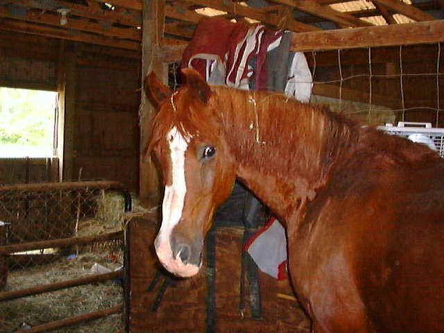 Awesome Reddo.JPG (47356 bytes)