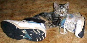 shoes.jpg (19730 bytes)
