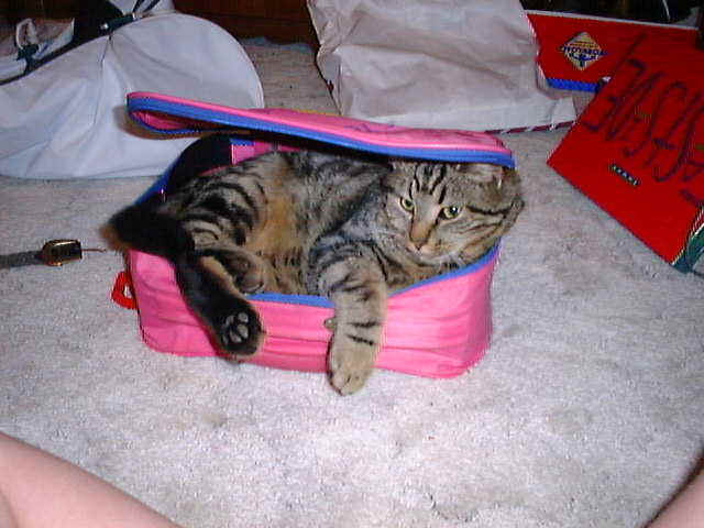 Wilson in suitcase.JPG (46488 bytes)