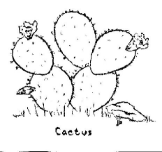 Cactus