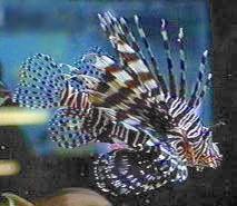 Pterois volitans