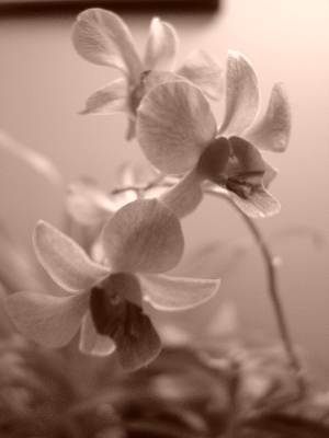 Orchid