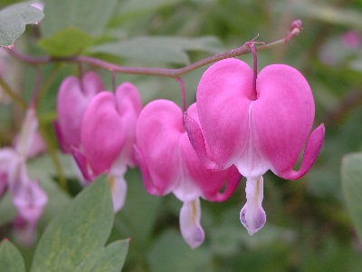 BleedingHearts