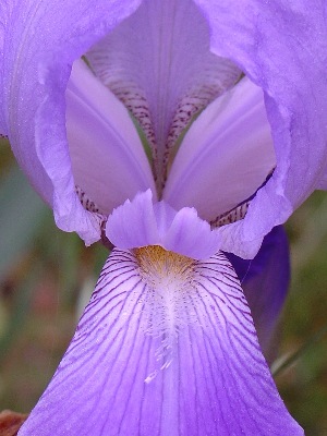Bearded Iris