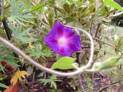 Morning Glory