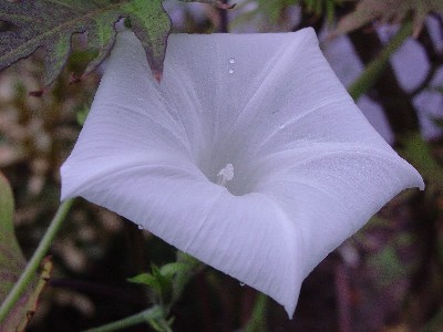White Morning Glory