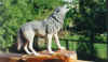 wolf.jpg (34355 bytes)
