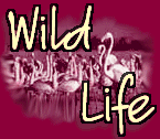 Wild Life