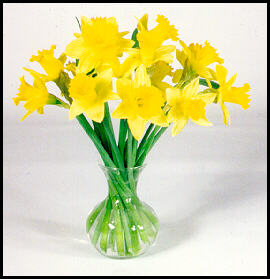 Daffodiles