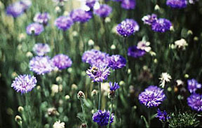 purple flowers