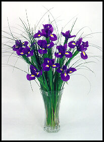 Iris