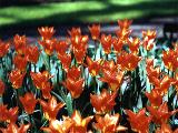 Orange Flowers