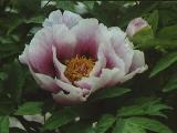 Nested Flower