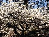 Blooming Tree