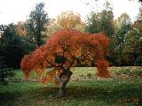 Autumn Tree