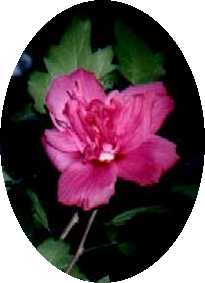 http://www.geocities.com:80/SouthBeach/Dunes/9573/Backgrounds/Flower8pic.jpg (7256 bytes)
