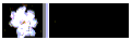 http://www.geocities.com:80/SouthBeach/Dunes/9573/Backgrounds/Gardeniablank.gif (1417 bytes)