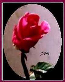 http://www.geocities.com:80/SouthBeach/Dunes/9573/Backgrounds/rosebudpic.jpg (12748 bytes)