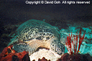 TN-Turtle.gif (30508 bytes)