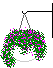 hanging plant