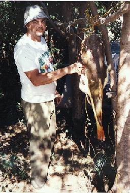 Pirarara