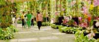 Orchid Garden