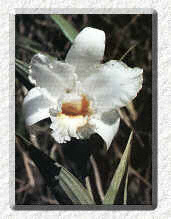 Orchid of the Andean Forest - �Marco Cruz