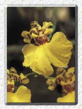 Orchid of the Andean Forest - �Marco Cruz