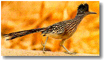 Roadrunner